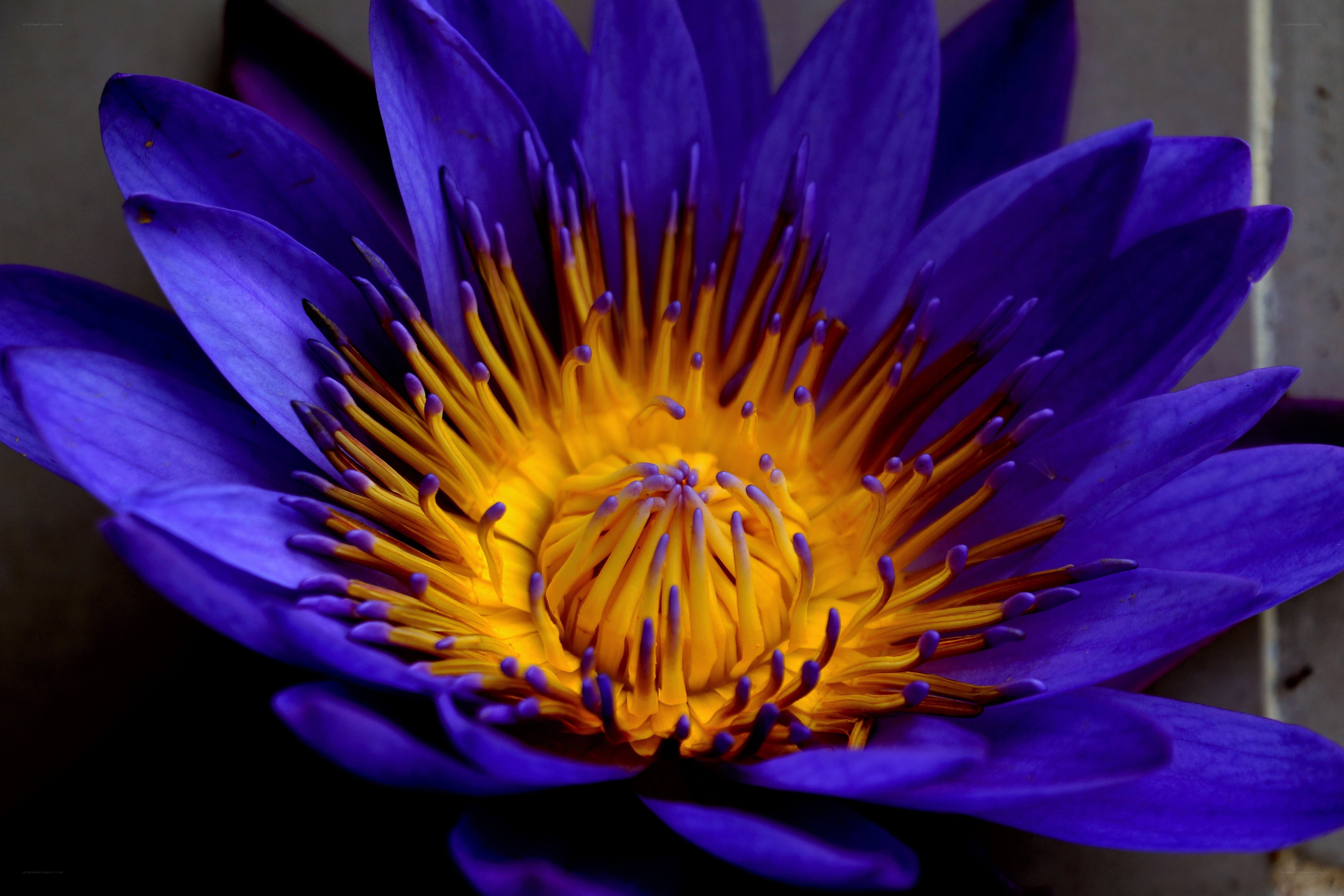 vibrant purple water lily