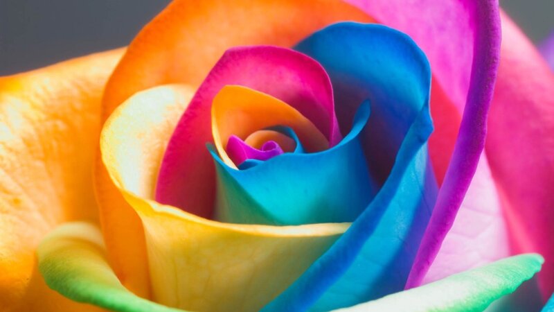 vibrant rainbow rose