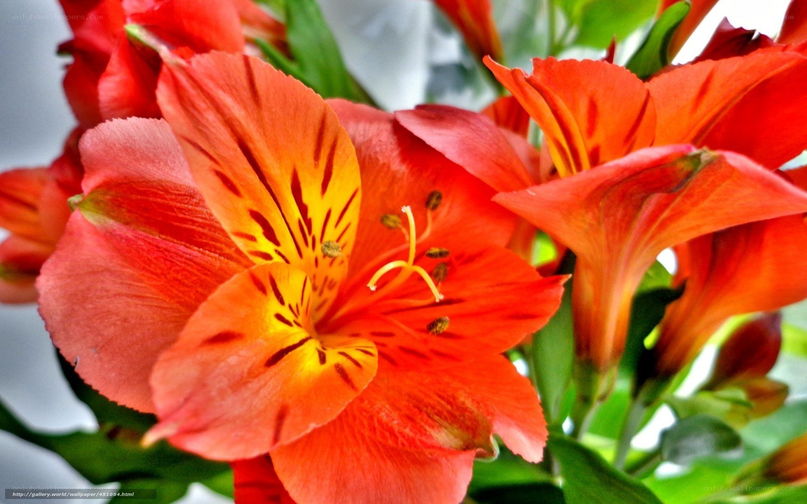 vibrant red alstroemeria flowers