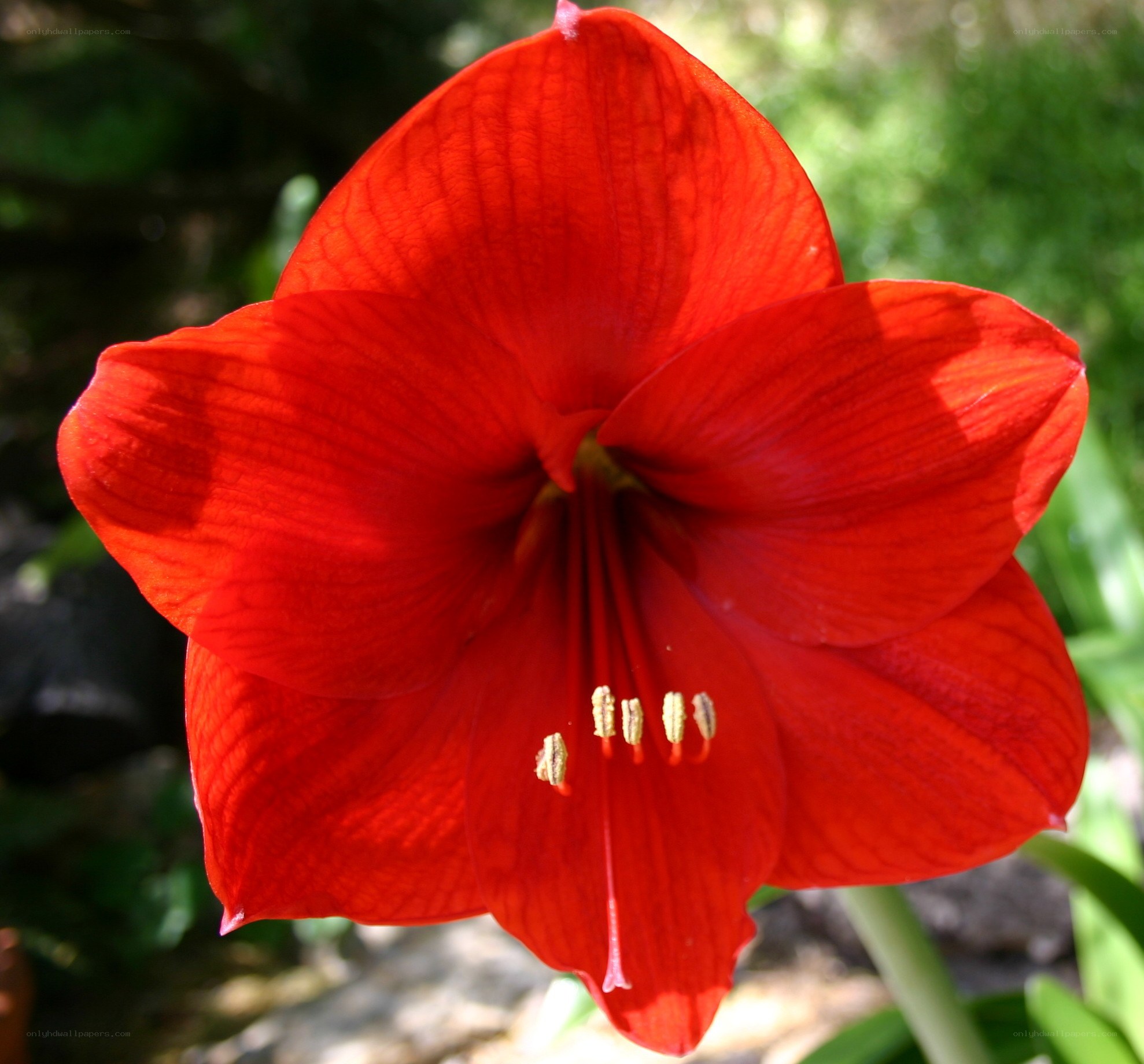 vibrant red amaryllis flower