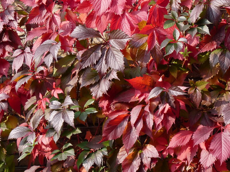 vibrant red and green leaves