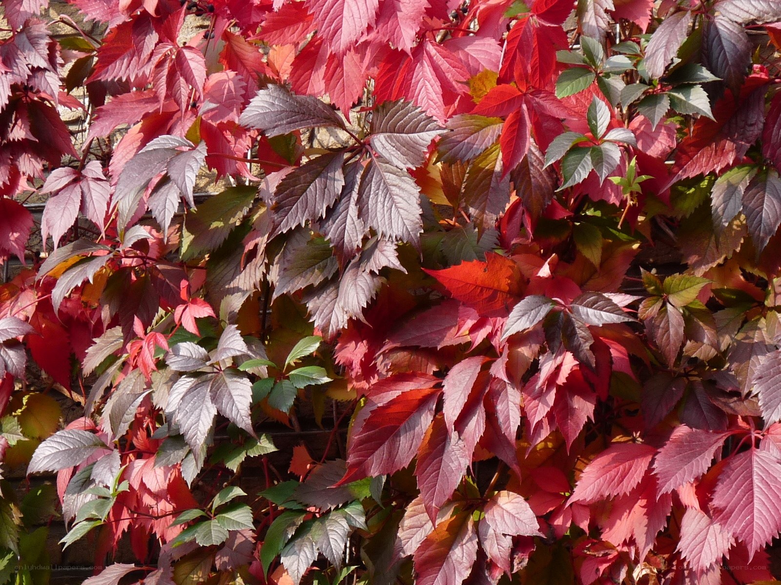 vibrant red and green leaves