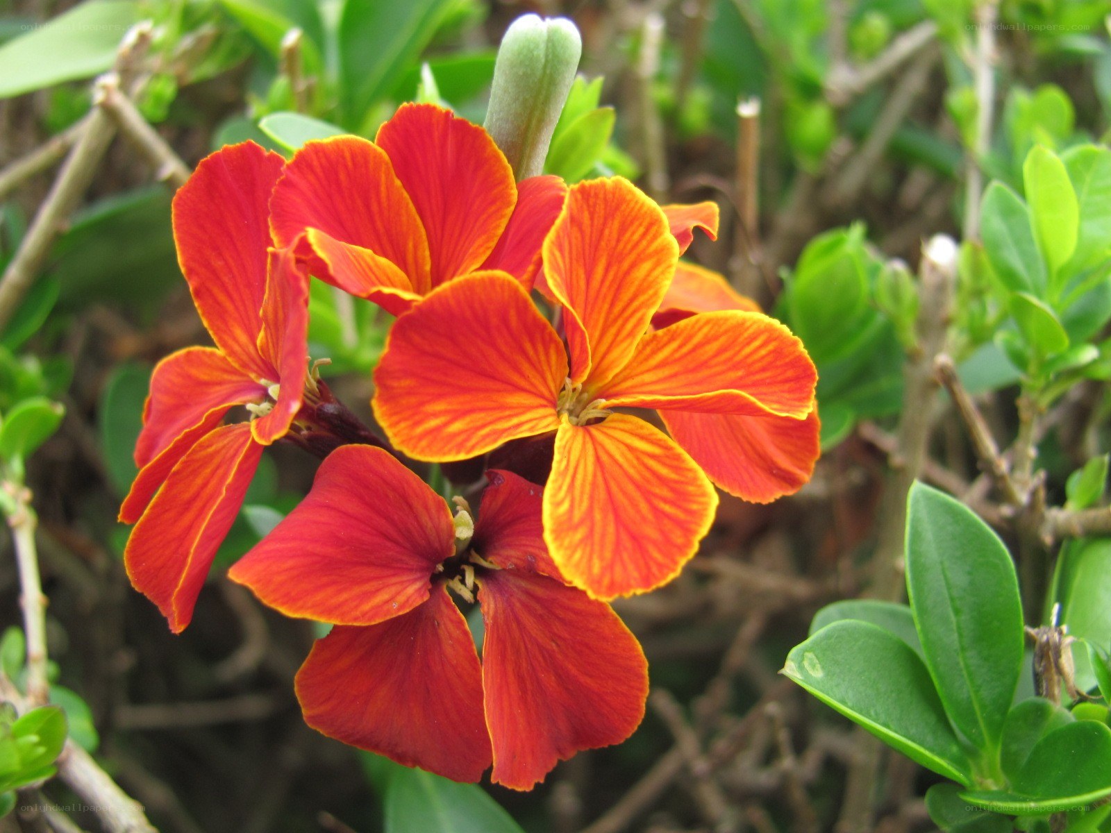 vibrant red and orange flowers