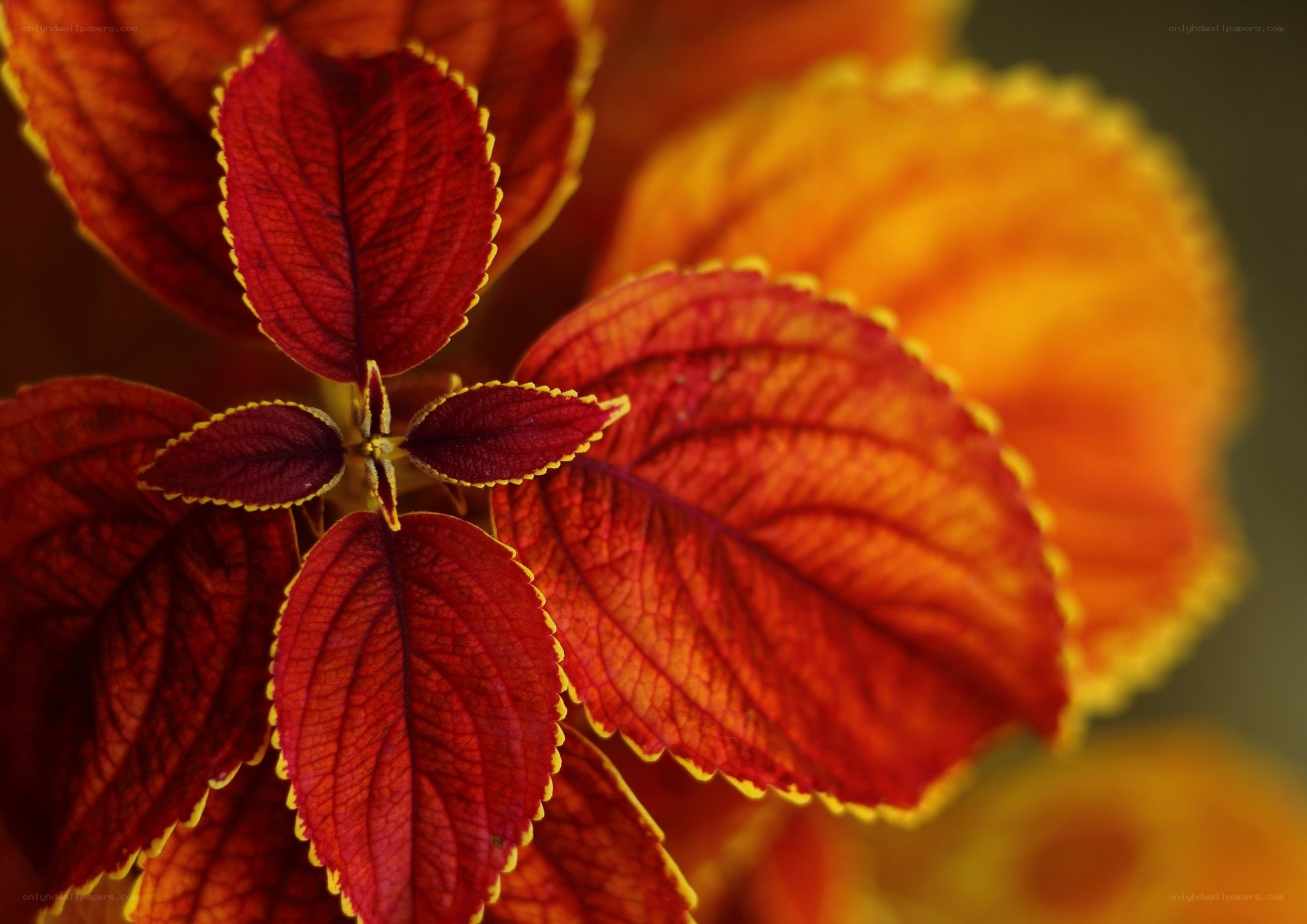 vibrant red and orange leaves