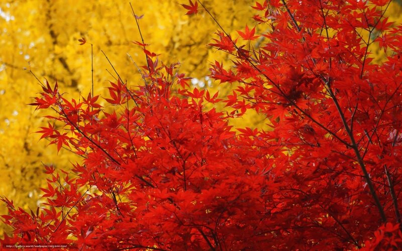 Vibrant red and yellow autumn leaves