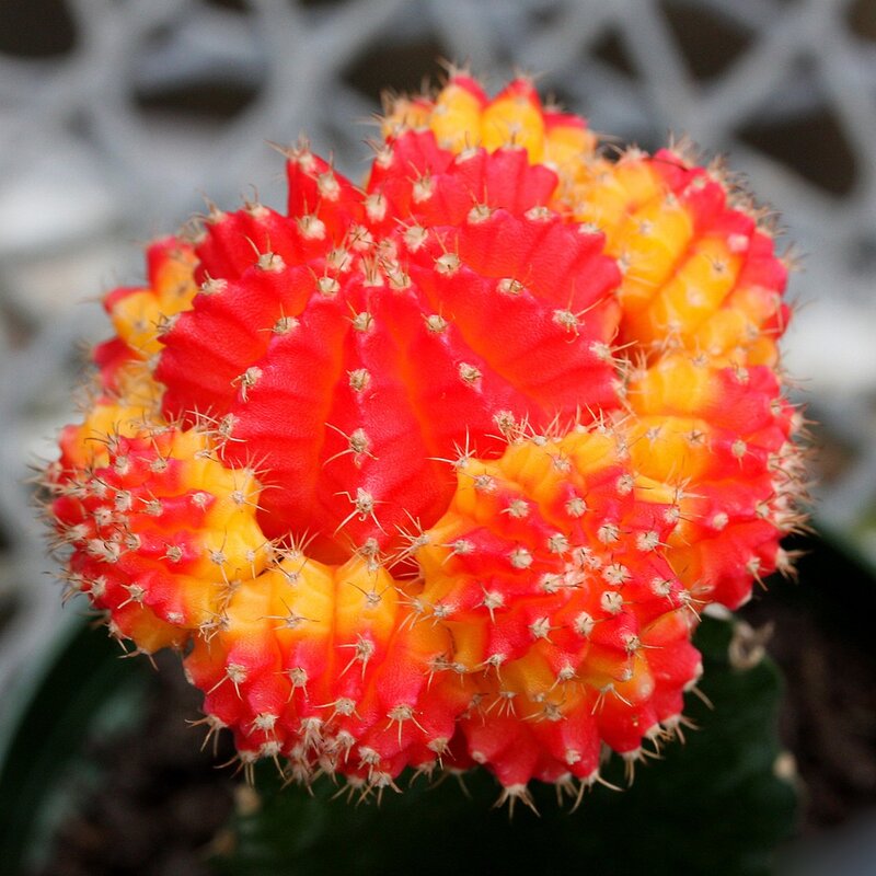 Vibrant red and yellow cactus