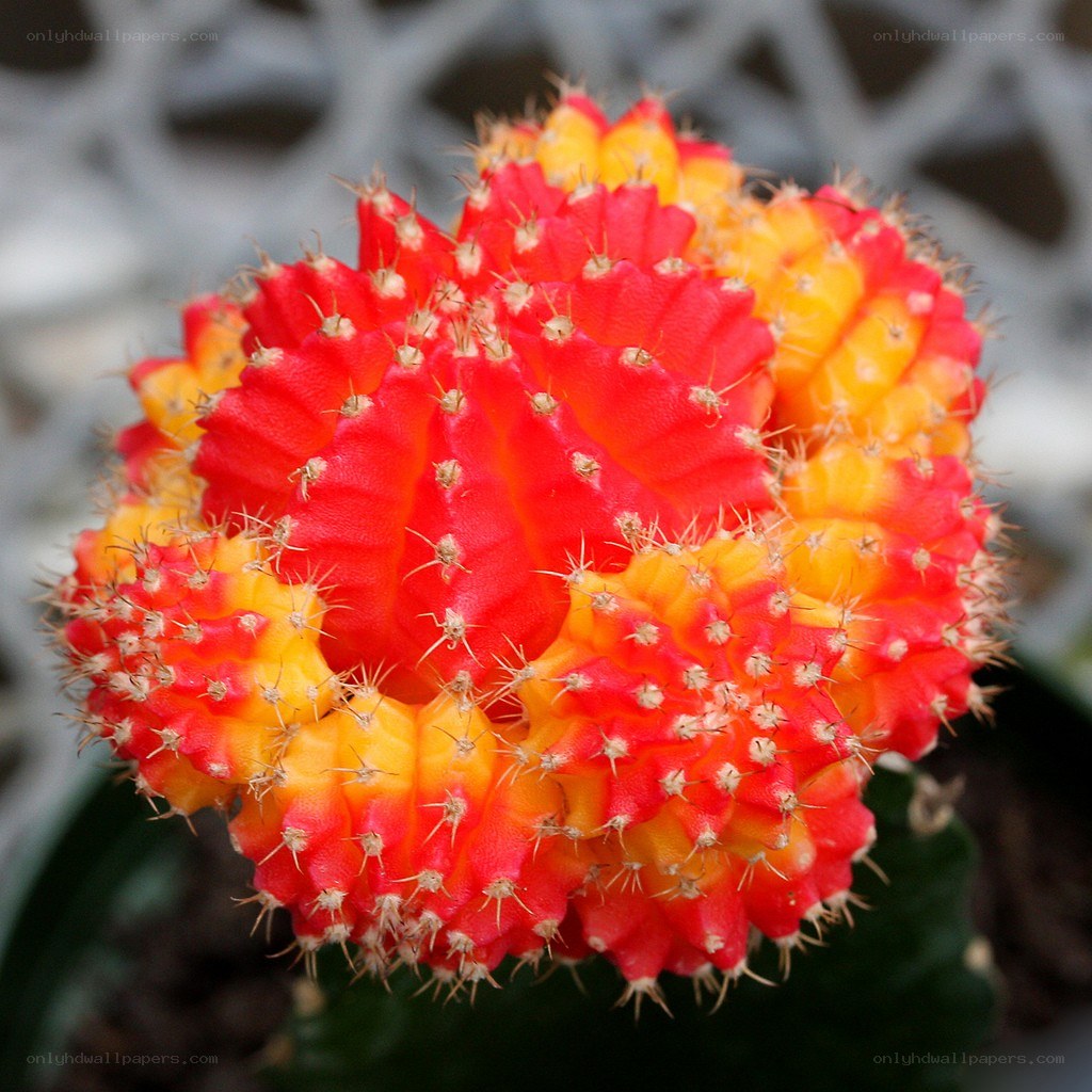 Vibrant red and yellow cactus