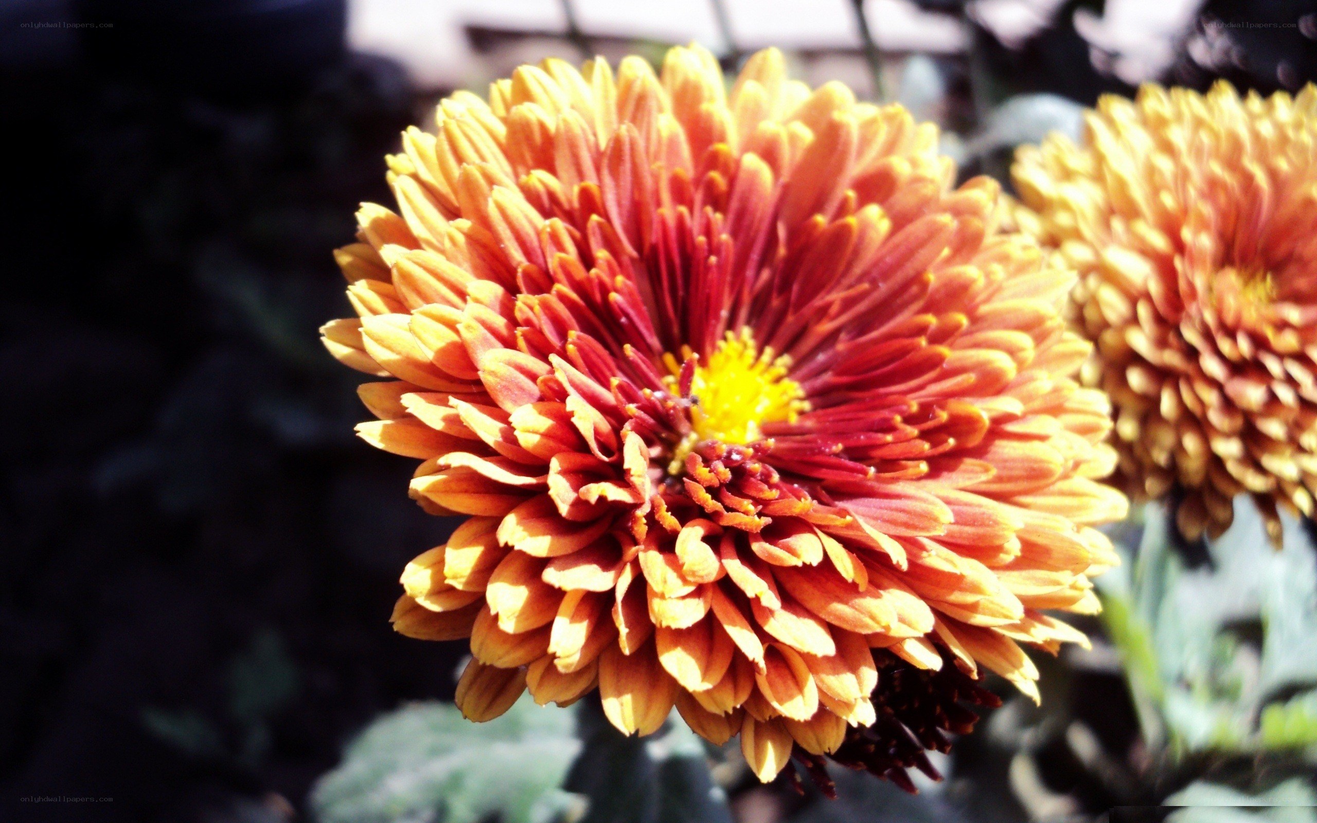 vibrant red and yellow chrysanthemum