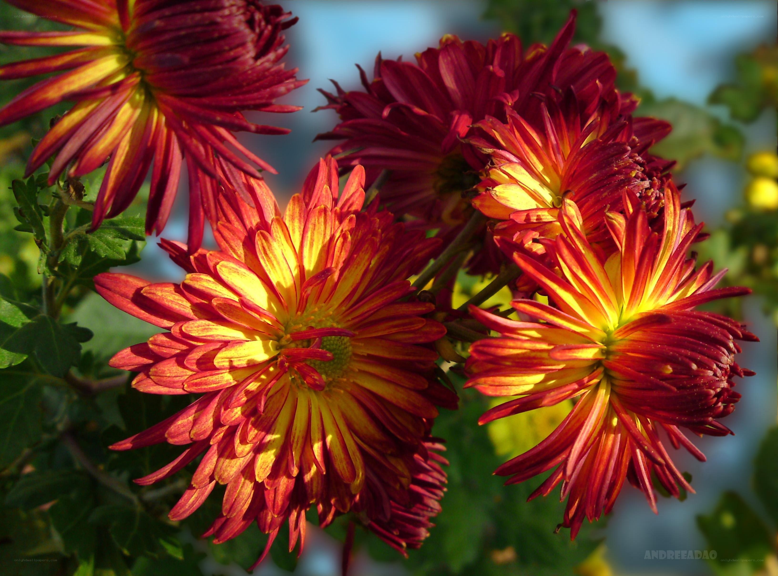 Vibrant red and yellow chrysanthemums