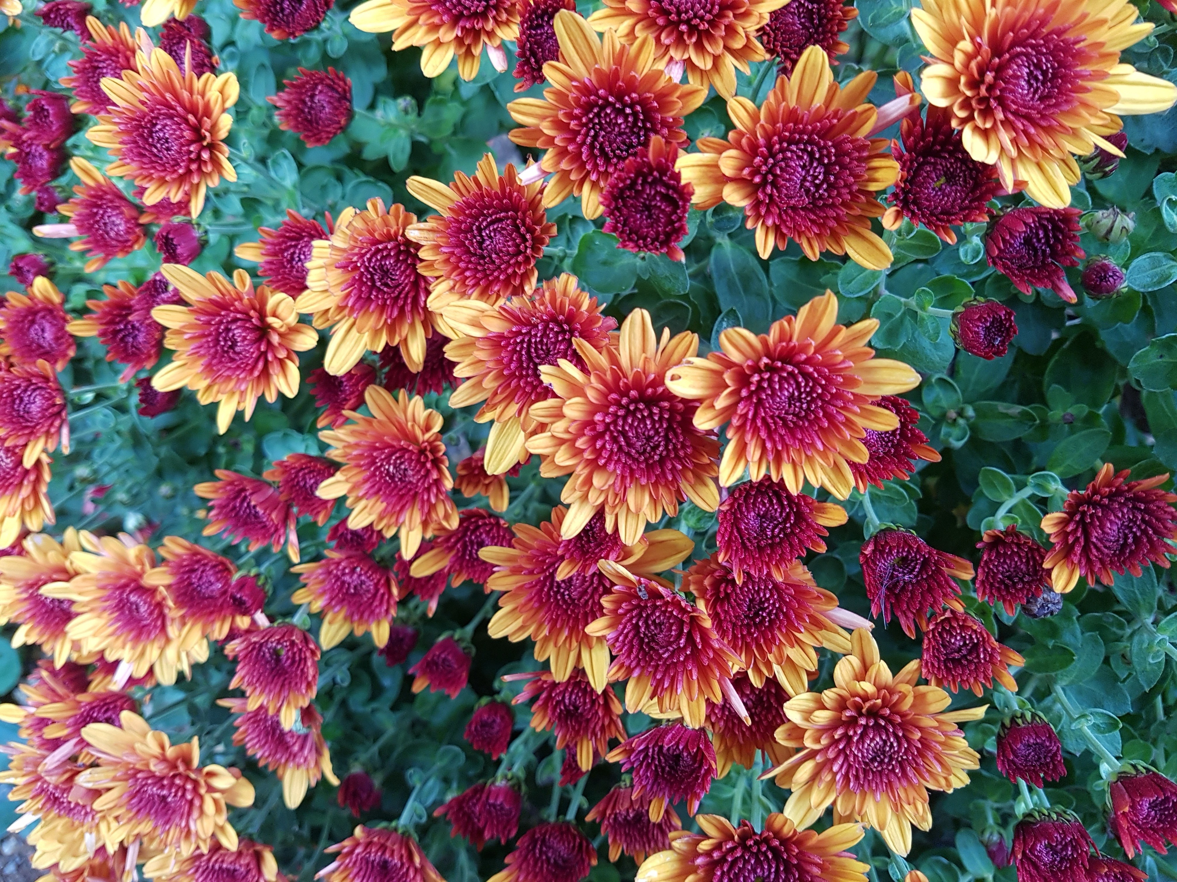 Vibrant red and yellow chrysanthemums