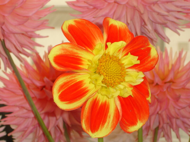 vibrant red and yellow dahlia