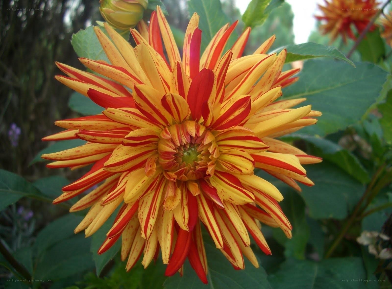 vibrant red and yellow dahlia