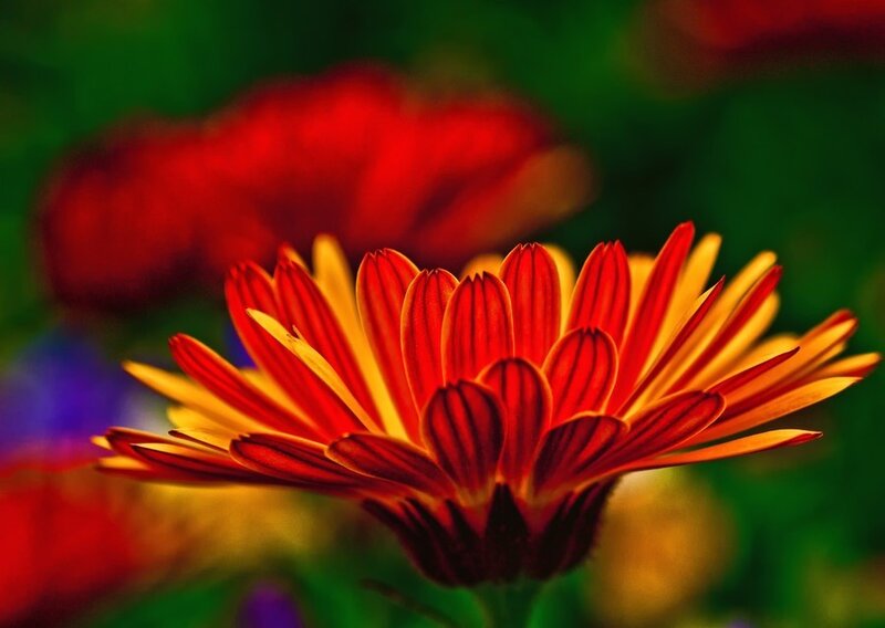Vibrant red and yellow flower
