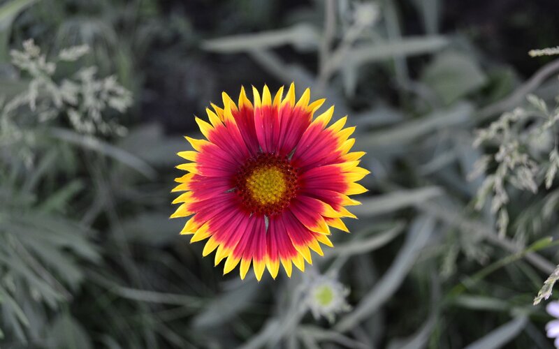 vibrant red and yellow flower