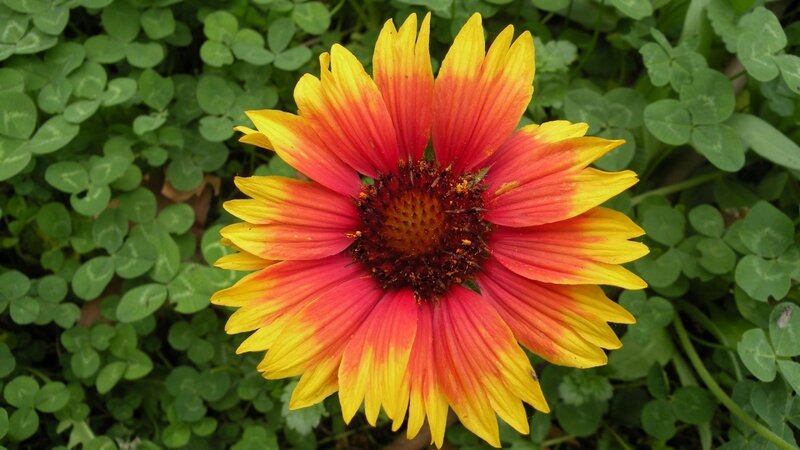 vibrant red and yellow flower