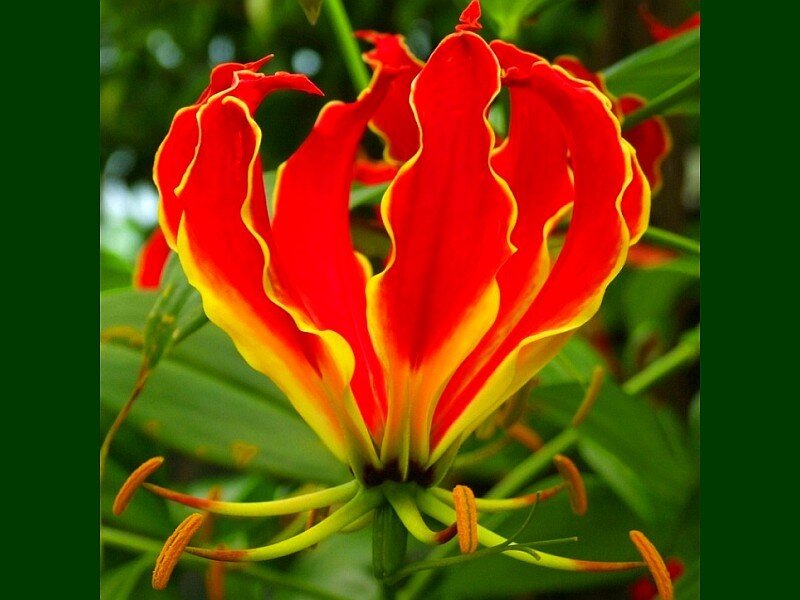 vibrant red and yellow flower