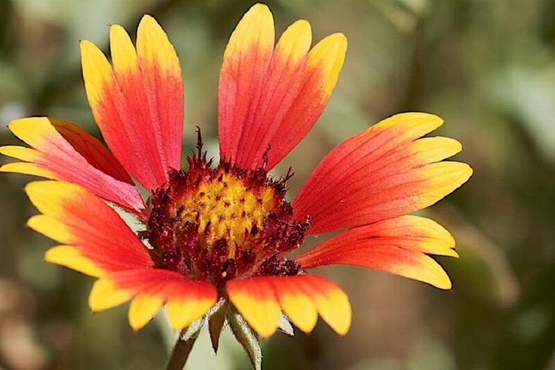 vibrant red and yellow flower