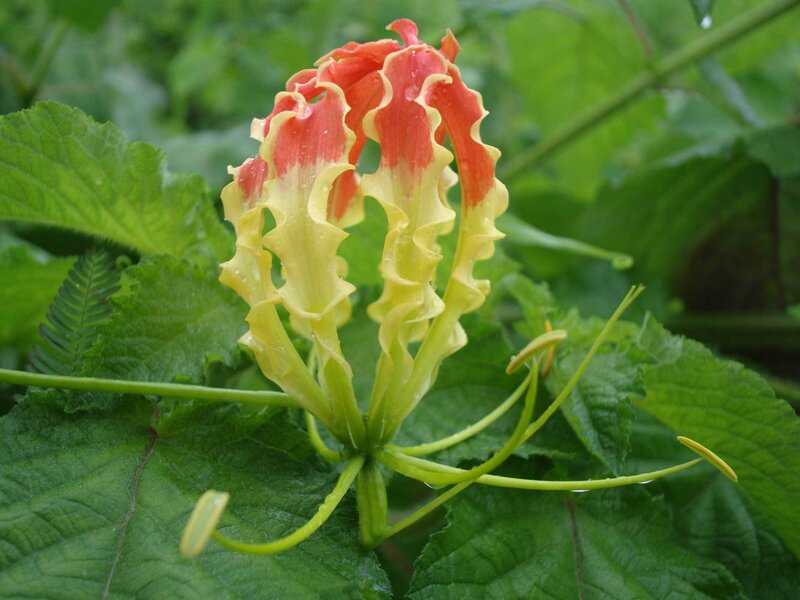 vibrant red and yellow flower