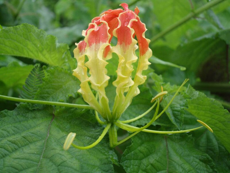 vibrant red and yellow flower