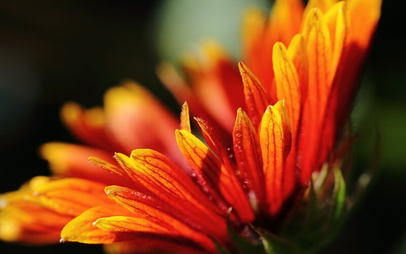 vibrant red and yellow flower