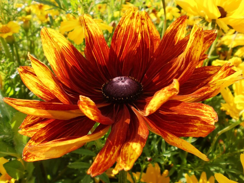 vibrant red and yellow flower