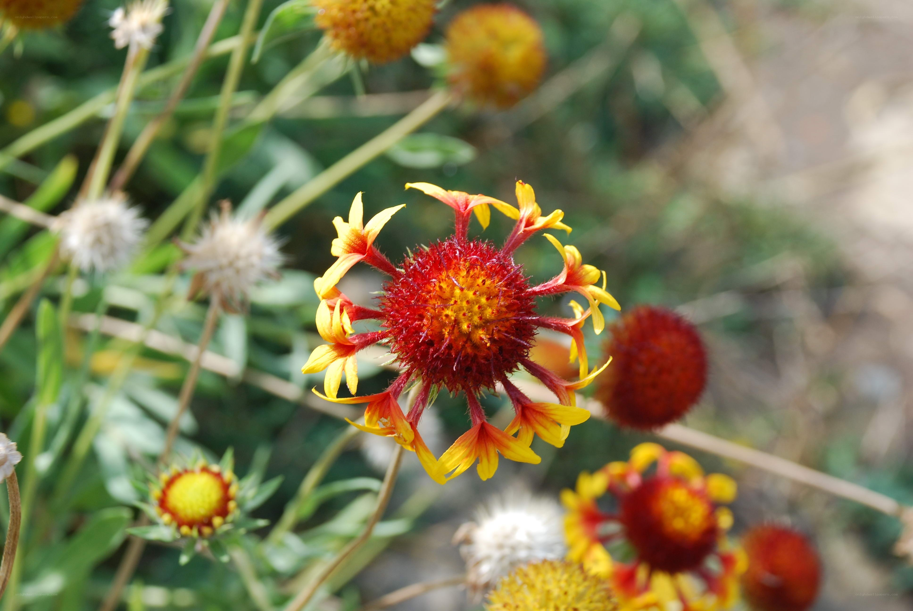 vibrant red and yellow flower
