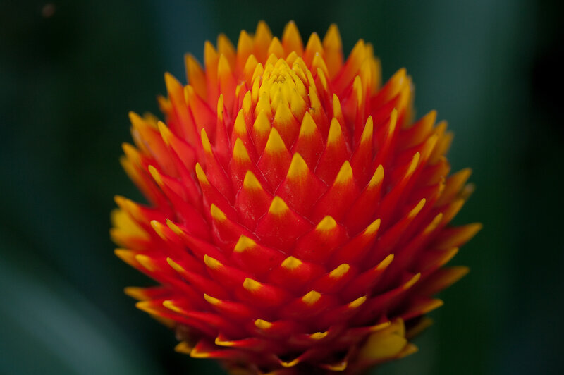 vibrant red and yellow flower