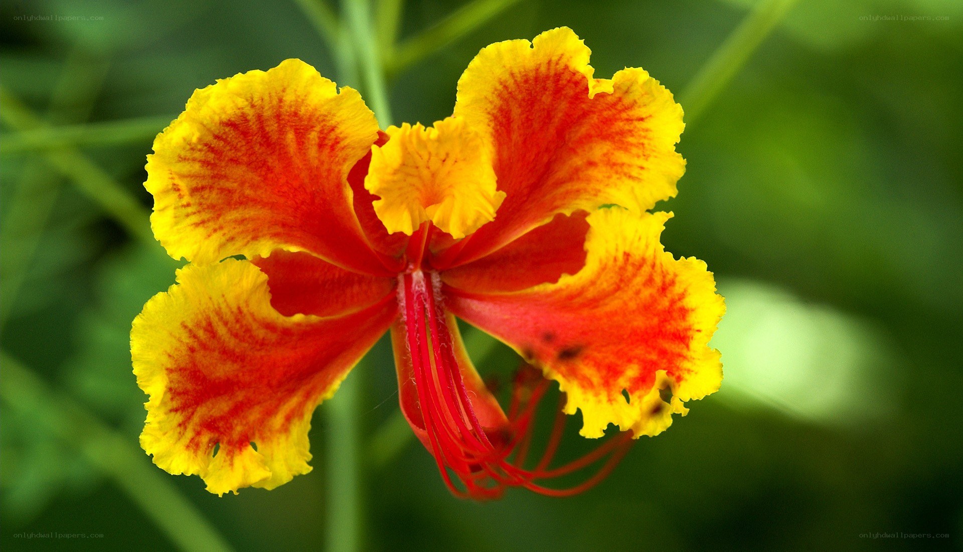 vibrant red and yellow flower