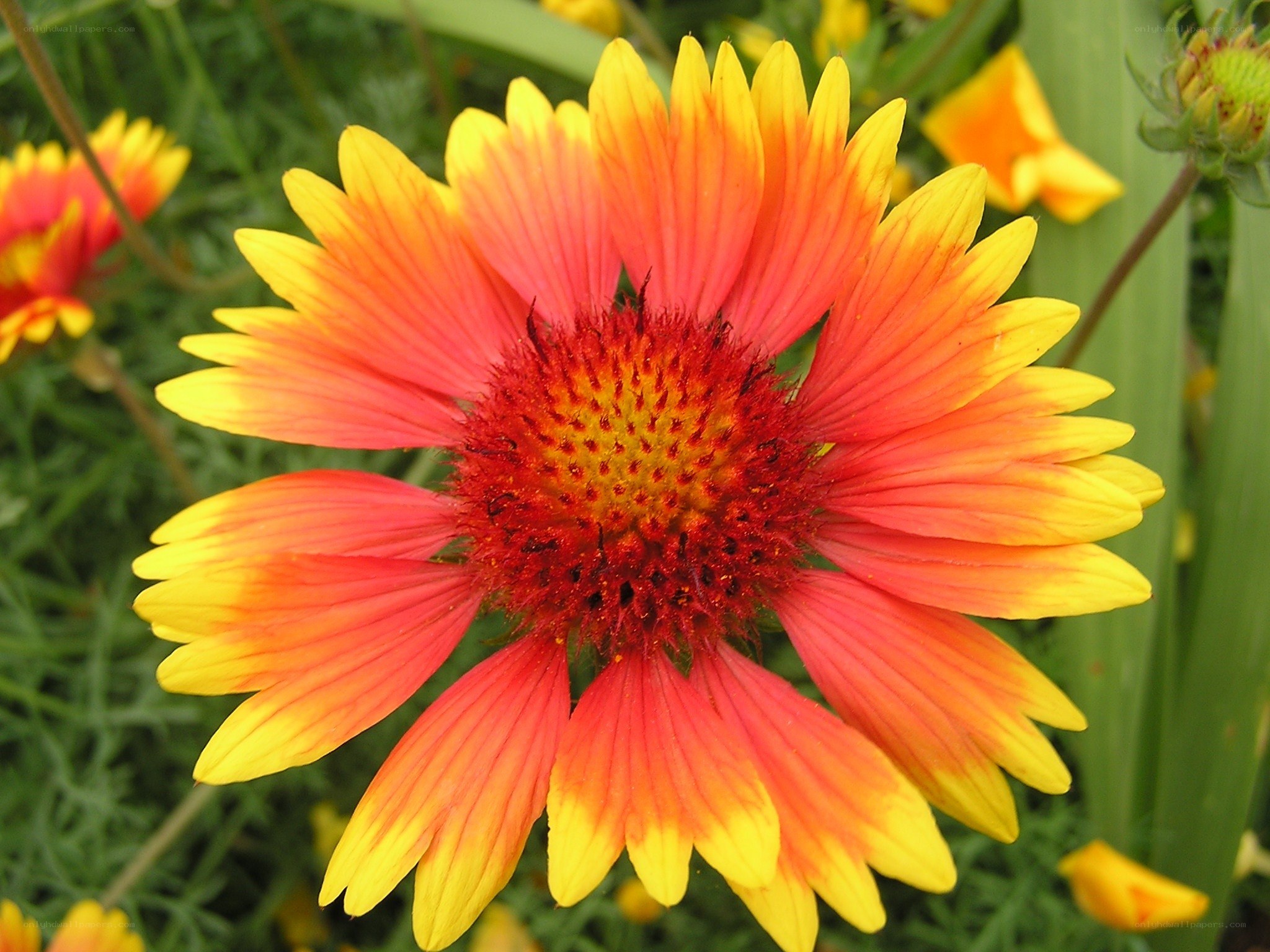 vibrant red and yellow flower