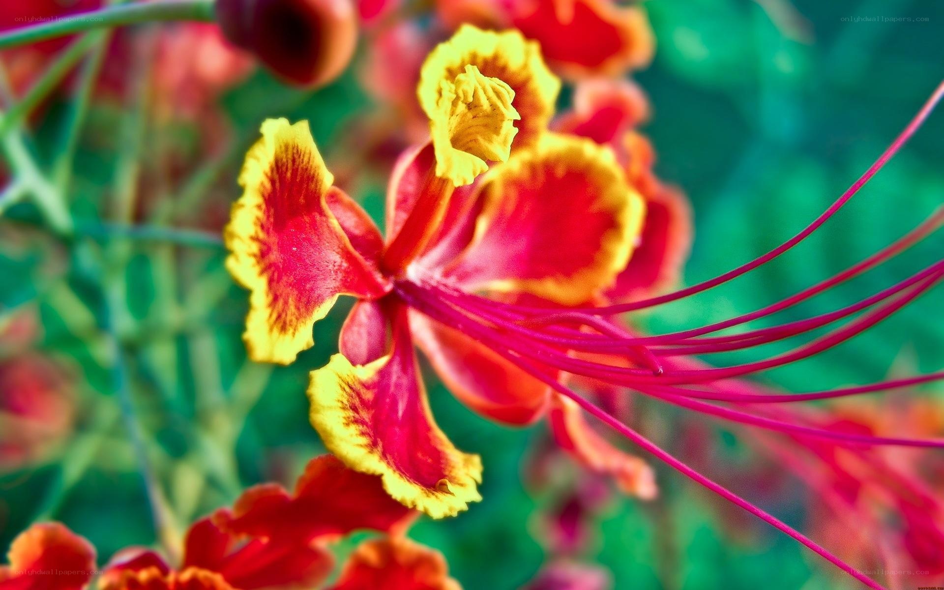 vibrant red and yellow flower