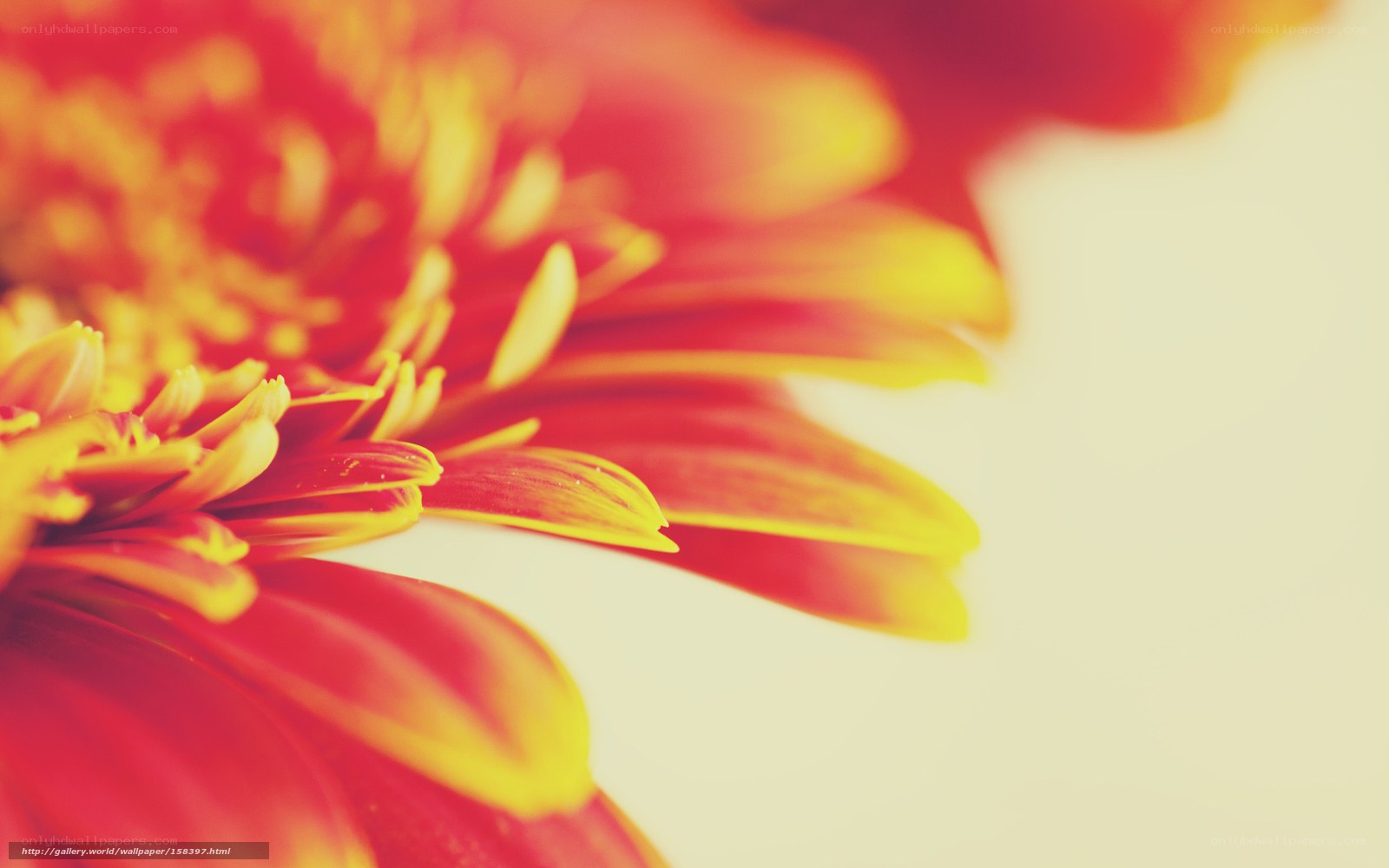 vibrant red and yellow flower