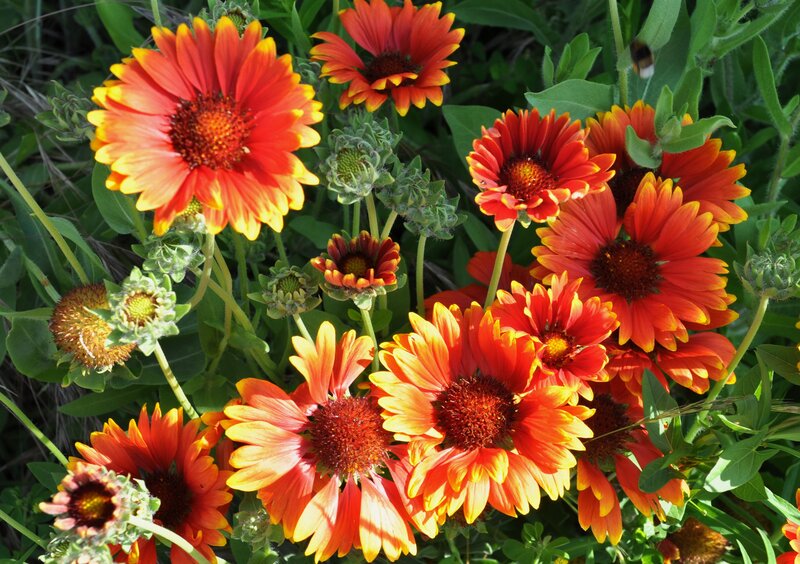 vibrant red and yellow flowers