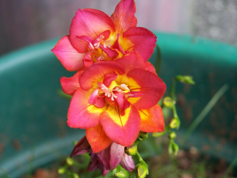 vibrant red and yellow flowers