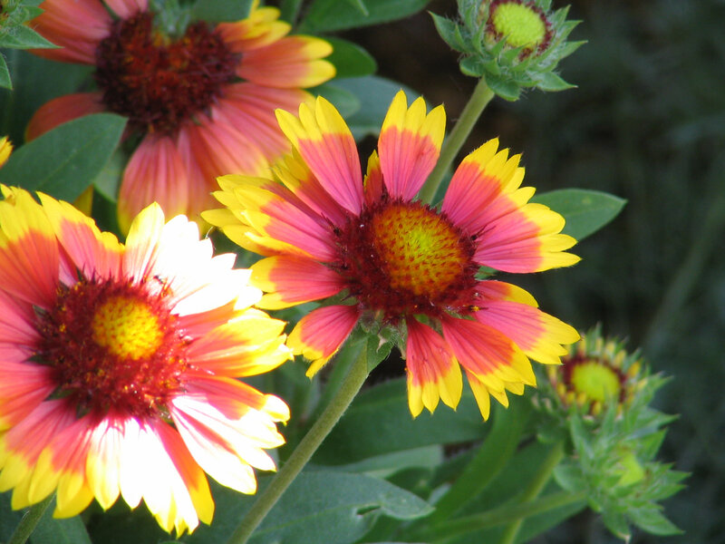 vibrant red and yellow flowers