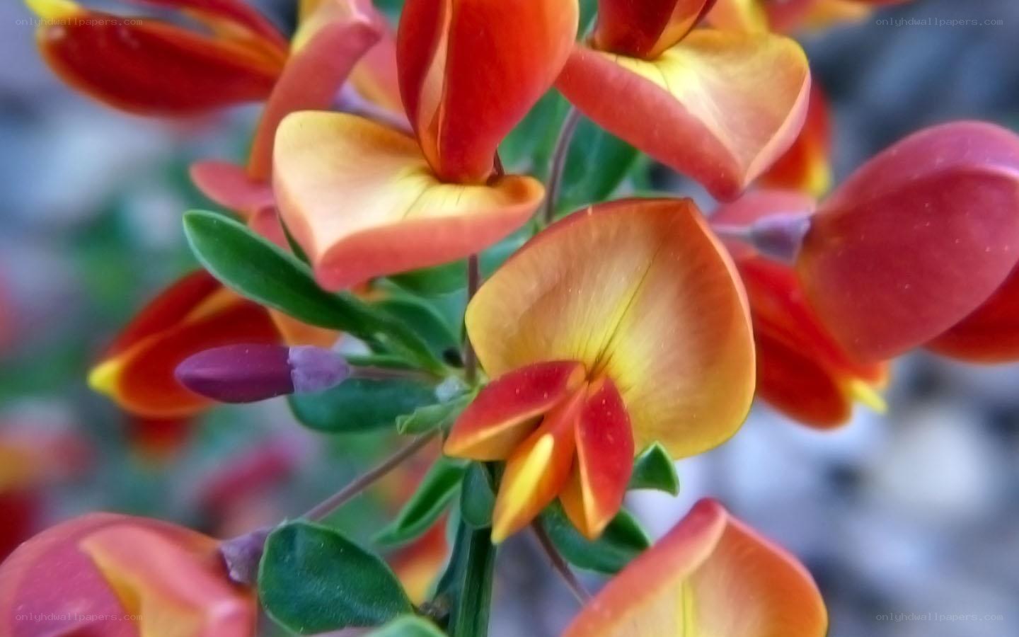 vibrant red and yellow flowers