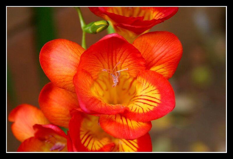vibrant red and yellow flowers
