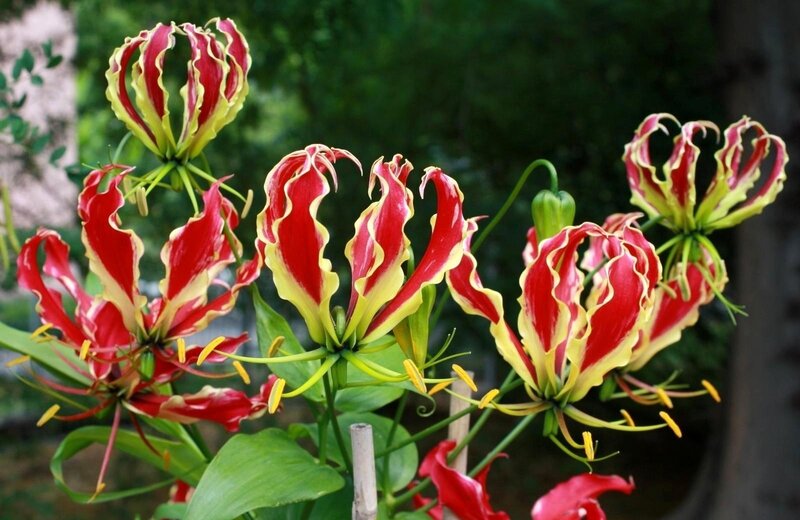Vibrant red and yellow flowers