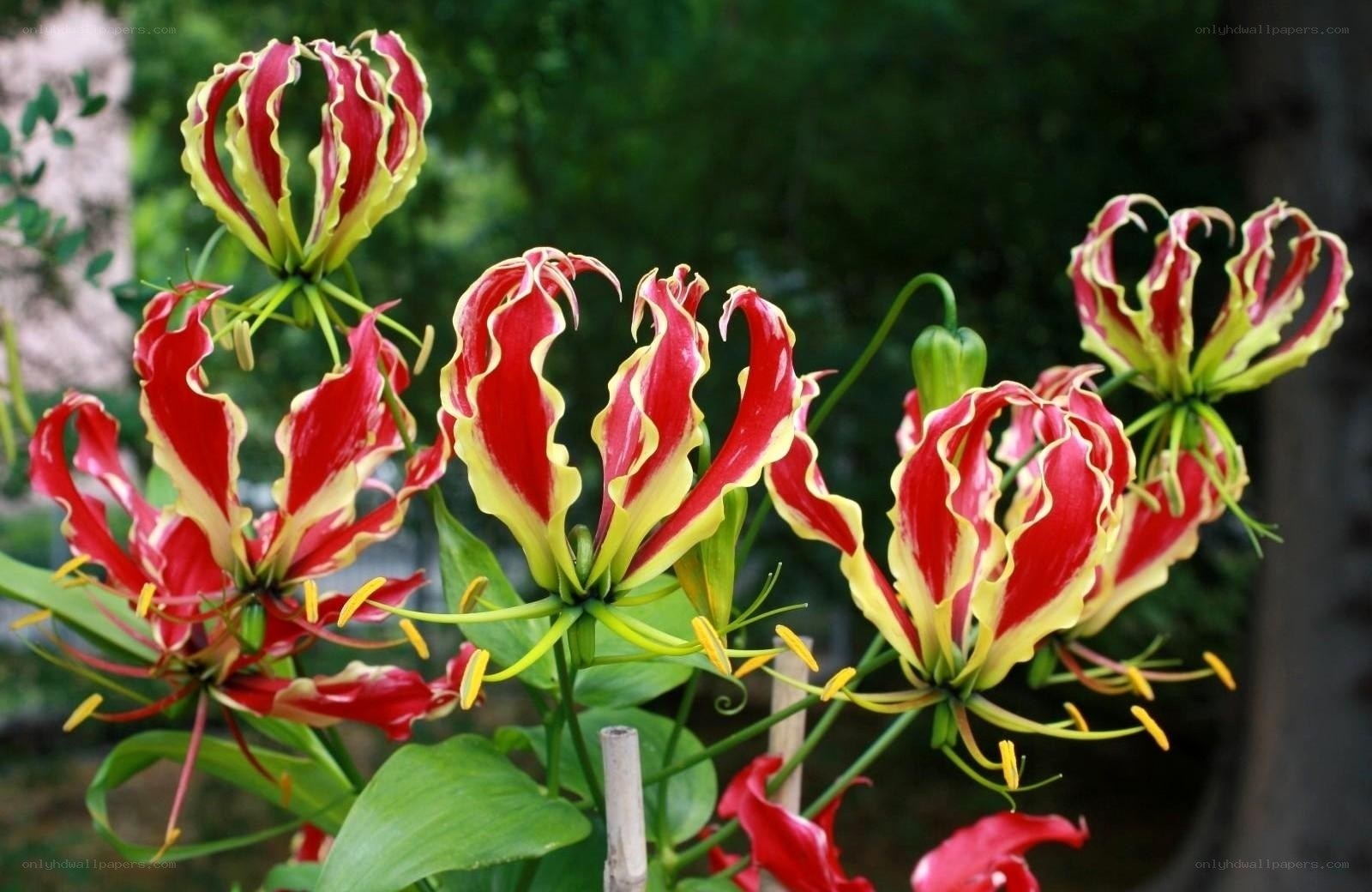Vibrant red and yellow flowers