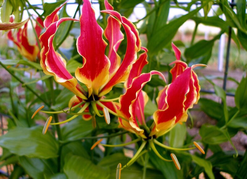 Vibrant red and yellow flowers