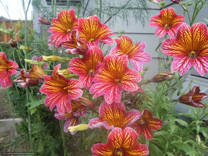 vibrant red and yellow flowers