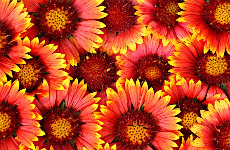 Vibrant red and yellow flowers