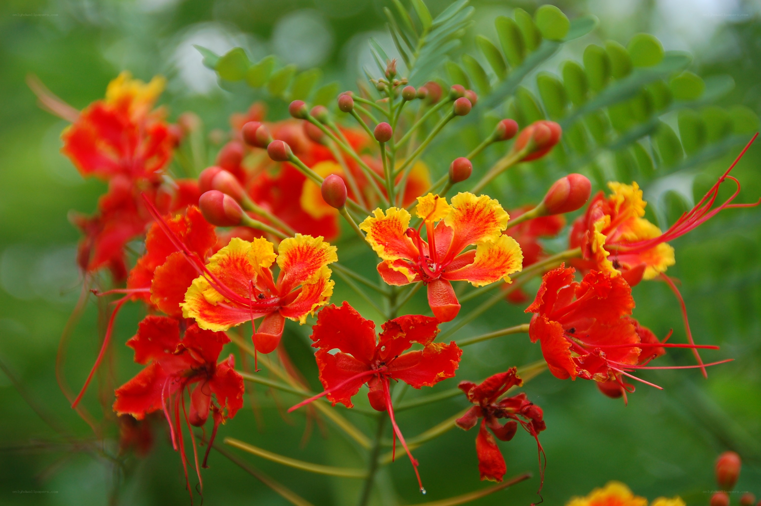 vibrant red and yellow flowers