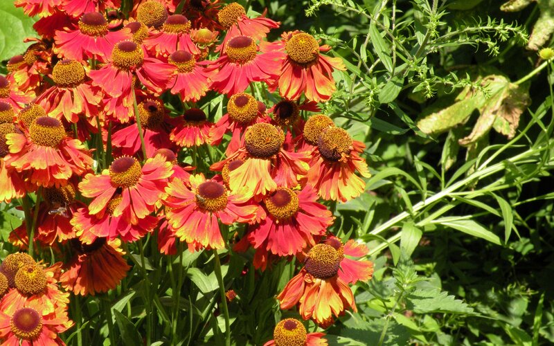 vibrant red and yellow flowers