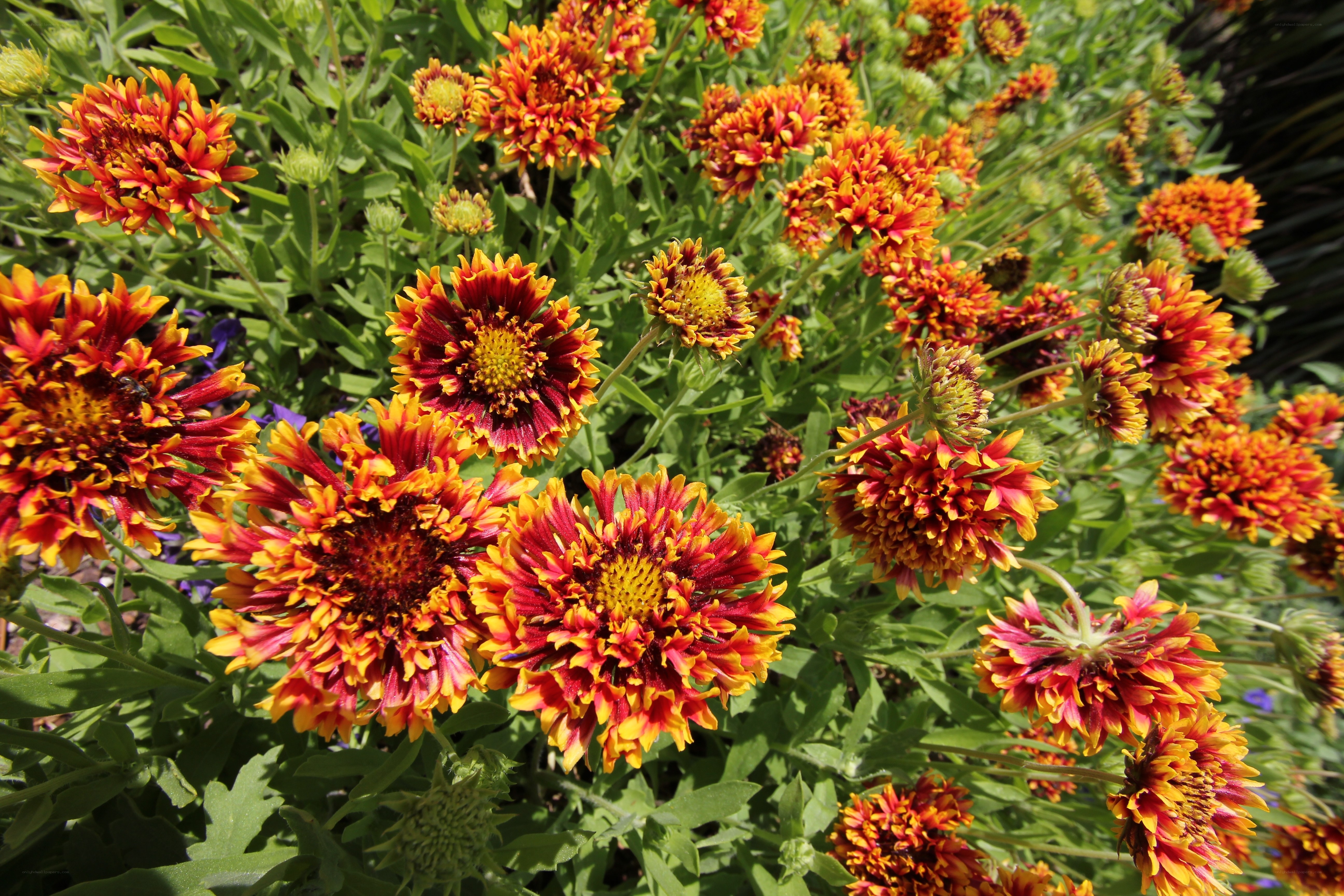 vibrant red and yellow flowers