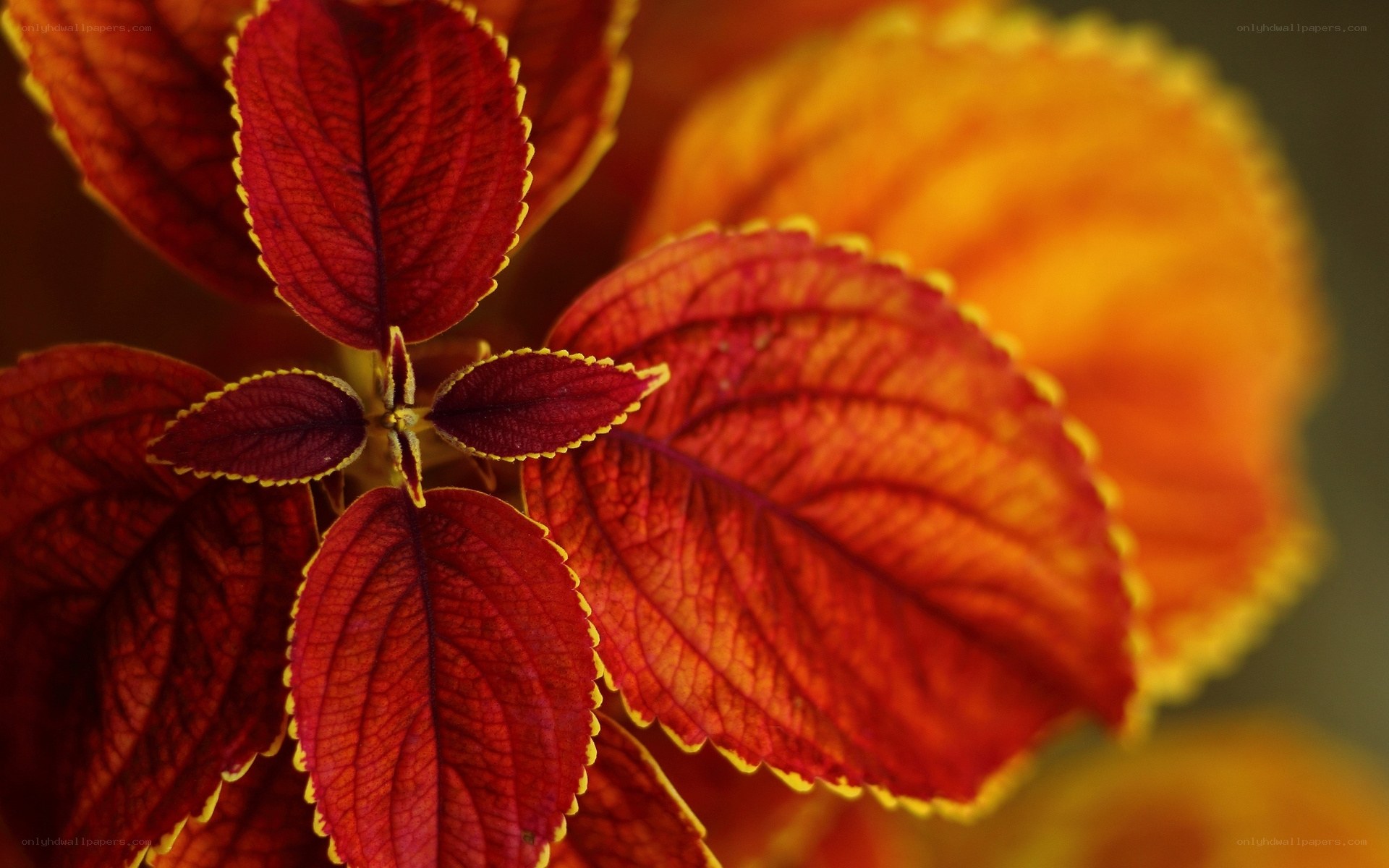 vibrant red and yellow leaves