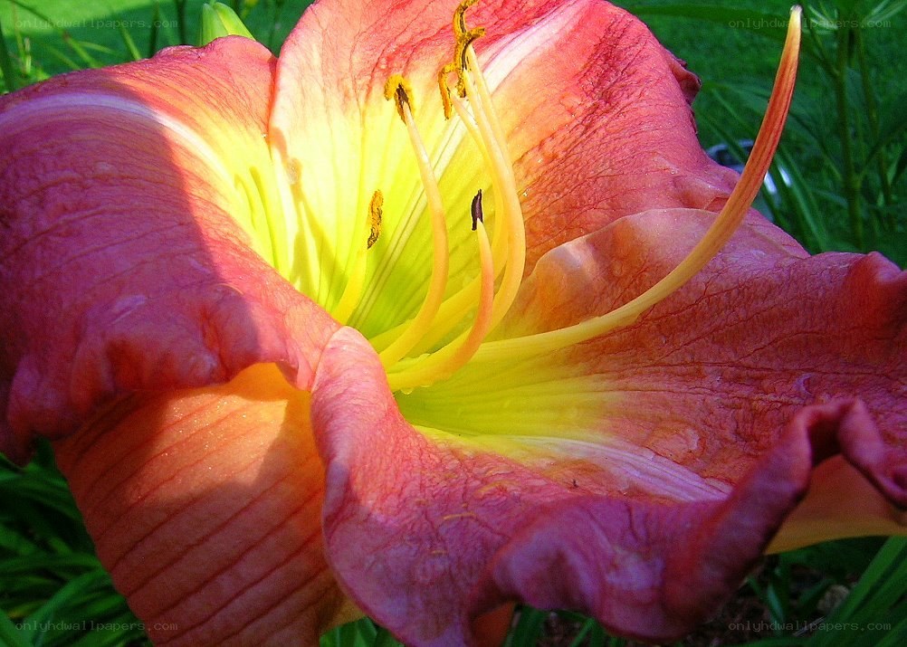 vibrant red and yellow lily