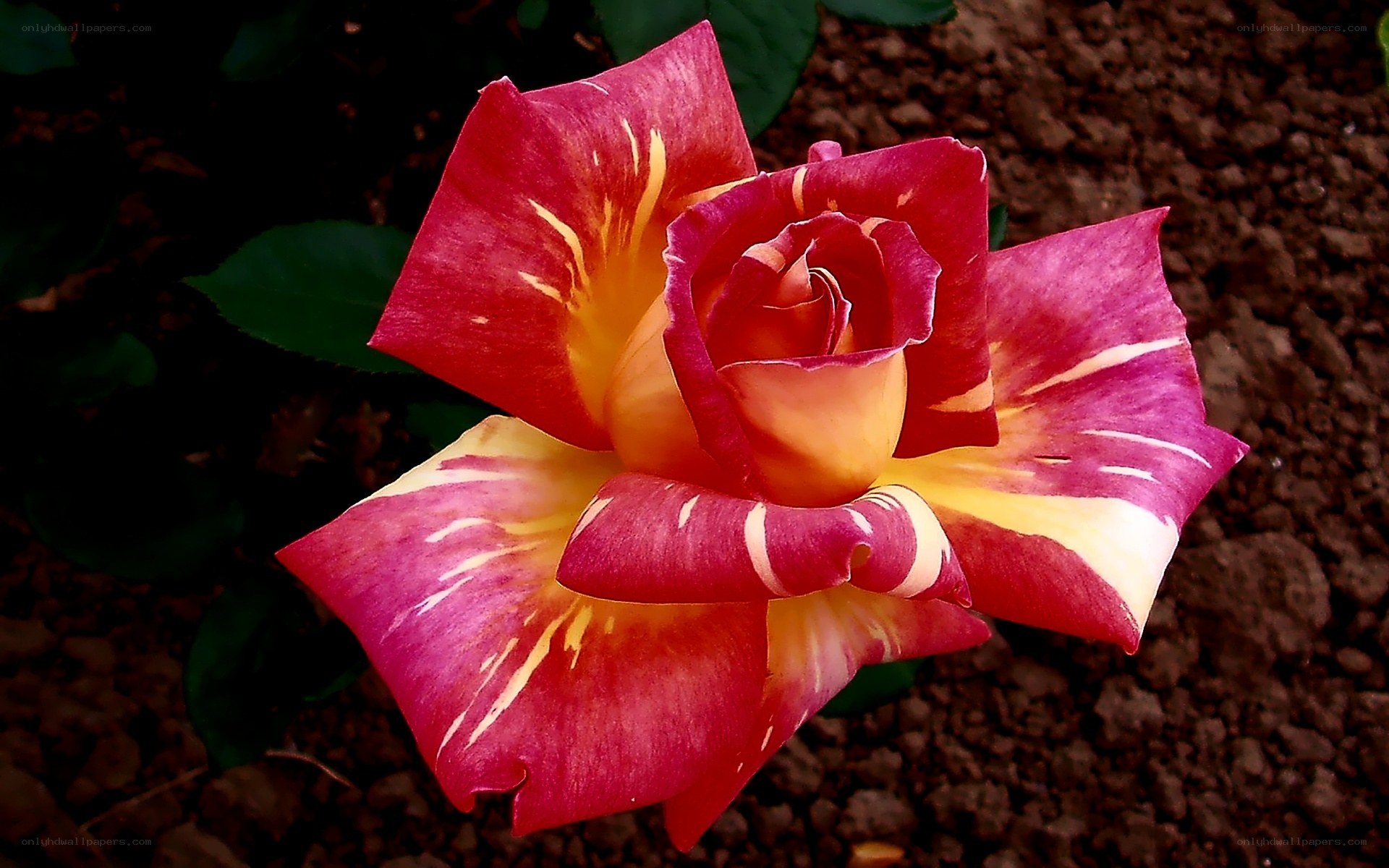 vibrant red and yellow rose