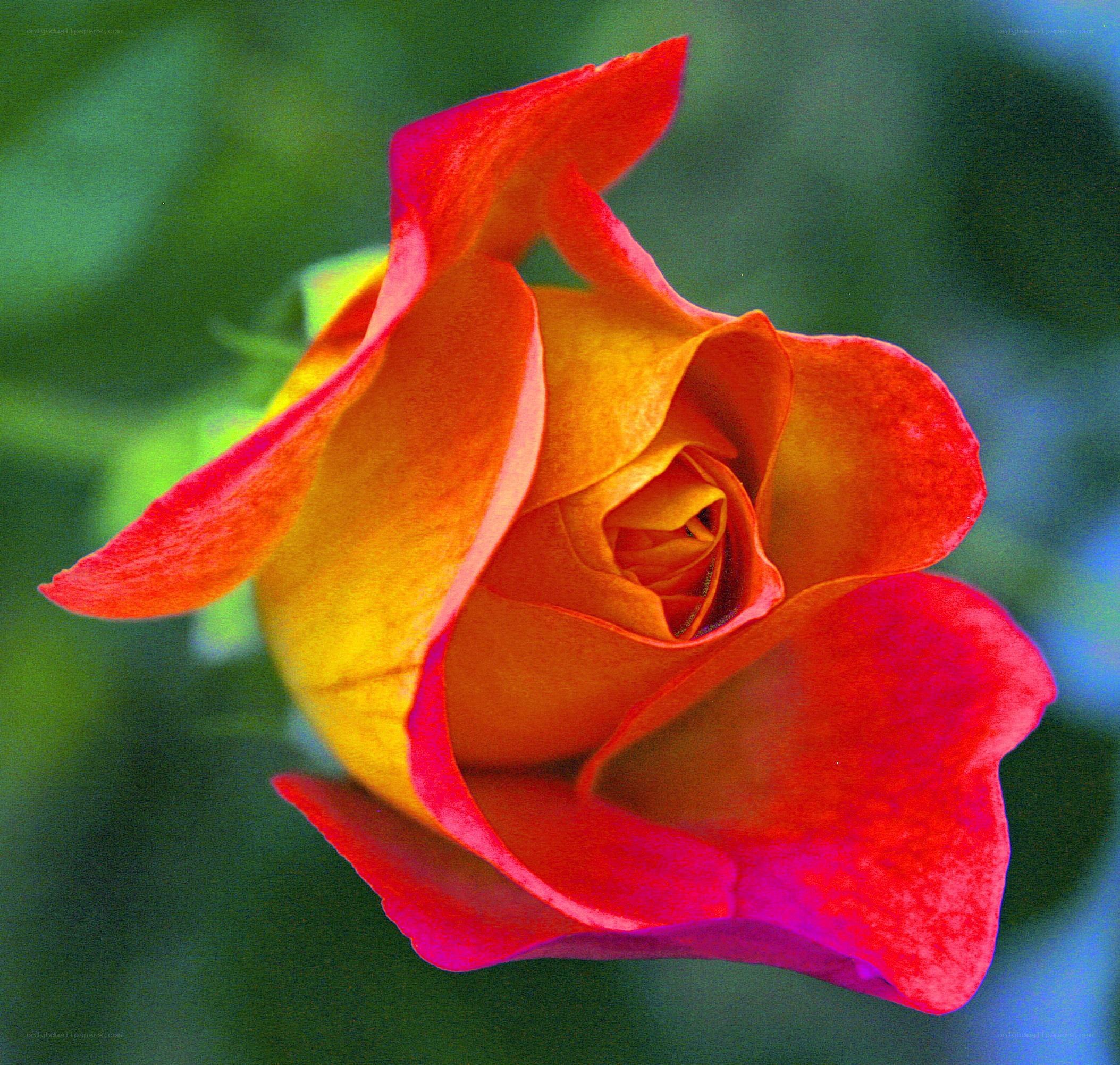 vibrant red and yellow rose