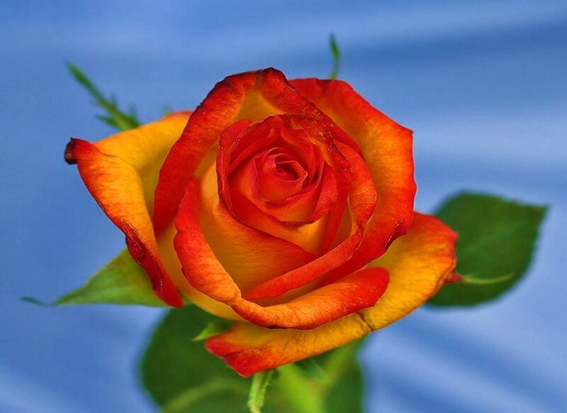 vibrant red and yellow rose