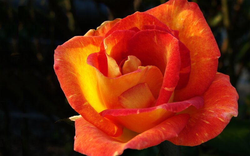 Vibrant red and yellow rose